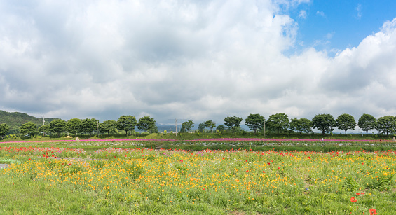 A beautiful flower field under the Garosu road at the Jangseong Hwangryonggang Yellow Flower Festival.