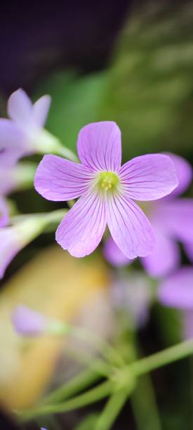 istock Pink wood sorrel plant 1414346950