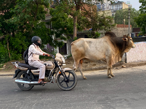 Ghaziabad, Uttar Pradesh, India - July 21, 2022: Stock photo showing close-up view of motorcyclist on motorbike, wearing crash helmet, driving passed Zebu roaming free around Indian urban area to find food. Zebu cattle are characterised by a fatty hump on their withers, large dewlap and loose skin. They considered sacred so are only used for their milk or as draft animals.