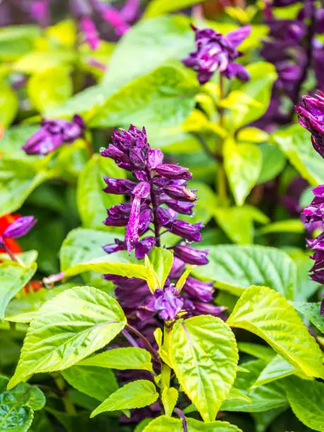 Blue Salvia farinacea flowers, or Mealy Cup Sage. A beautiful, brightly coloured and eye-catching, full blooming purple flowers, bunch into long bouquet on green background, close-up, natural sunlight