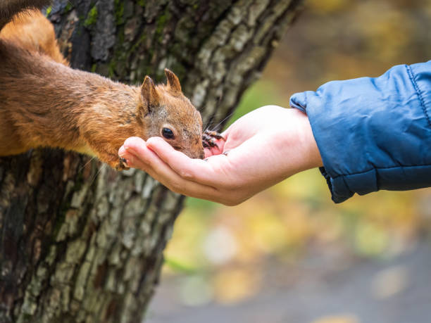 istock The boy feeds a squirrel with nuts from a hand in the wood 1414349851