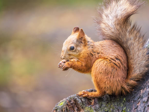 istock The squirrel with nut sits on tree in the autumn. Eurasian red squirrel, Sciurus vulgaris. 1414349856