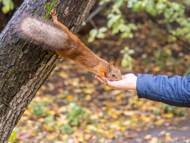 istock The boy feeds a squirrel with nuts from a hand in the wood 1414349876