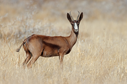A rare black springbok antelope (Antidorcas marsupialis) in grassland, South Africa