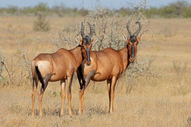 istock A red hartebeest (Alcelaphus buselaphus) pair, Etosha National Park, Namibia 1414350844