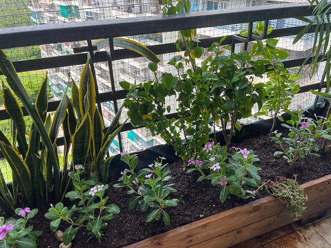 Stock photo of apartment balcony in Ghaziabad, India decorated with exotic house plants in wooden trough raised beds and tiled flooring Gardening and exterior low maintenance design concept.