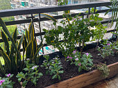 Close-up image of exotic house plants in raised beds, wooden troughs on tiled floor residential balcony, pink flowering Sadabahar / Madagascar periwinkle plants (Catharanthus roseus), variegated bougainvillea, mother-in-law's tongue (Dracaena trifasciata)