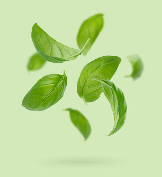 istock Flying basil leaves on green background. 1414352310