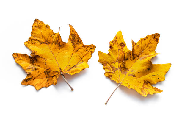 Top view of two large yellow leaves isolated on a white background
