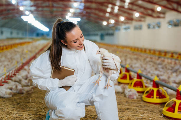 granja de pollo - cockerel chicken farm bird fotografías e imágenes de stock