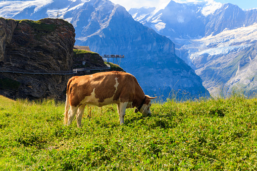 Cow grazing on an alpine meadow on First Mountain high above Grindelwald, Switzerland