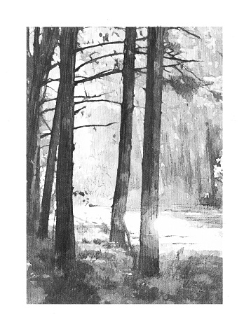 lllustration of Morning in the woods. Warm summer sunny day. Black and white pencil and charcoal hand drawn drawing from life. Sketch
