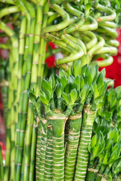 istock Lucky bamboo plant (Dracaena sanderiana)for sale 1414359694