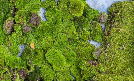 Moss is used for gardens and bonsai as a aesthetic sense