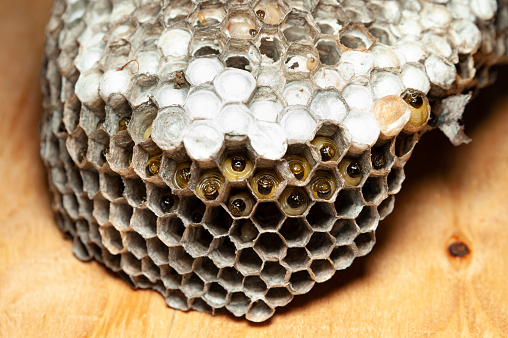 Closeup of comb with larvae of wasps known as Asian Giant Hornet or Japanese Giant Hornet on wooden table in side view.