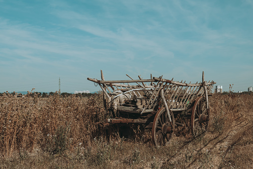 an old wooden horse-drawn carriage in a field in the summer