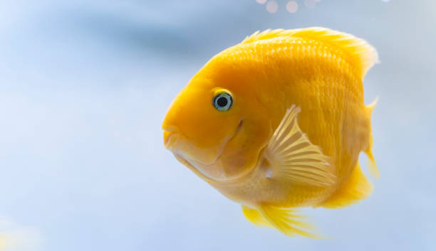 istock beautiful aquarium fish Amphilophus citrinellus 1414360409