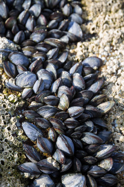 istock Mussels on a rock closeup view 1414360891