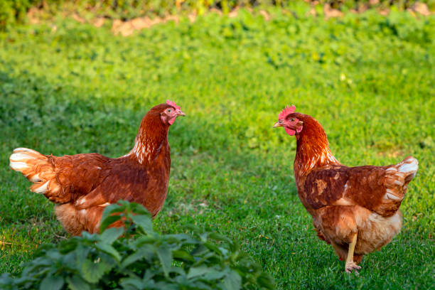 istock Red chicken close-up on a background of grass. 1414362329