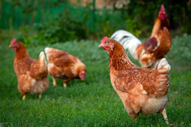 istock Red chicken close-up on a background of grass. 1414362350