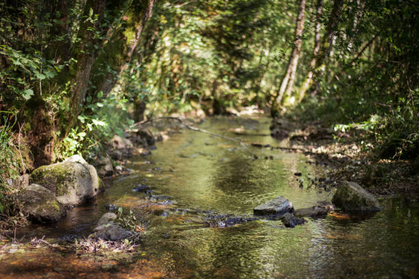 arroyo forestal. el agua fluye entre piedras y árboles. las hojas verdes se reflejan en el agua. - autumn water leaf stream fotografías e imágenes de stock