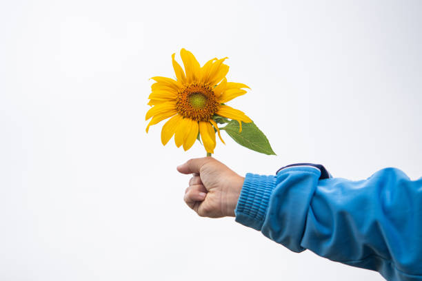 Child holds a yellow sunflower in his hands. Summer harvest background. Isolated on white.