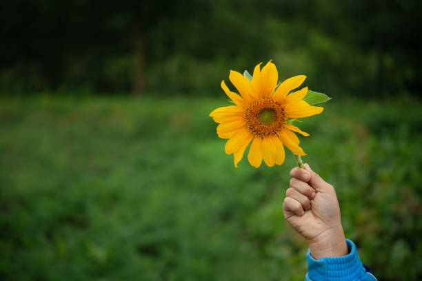 Child holds a yellow sunflower in his hands. Summer harvest background.