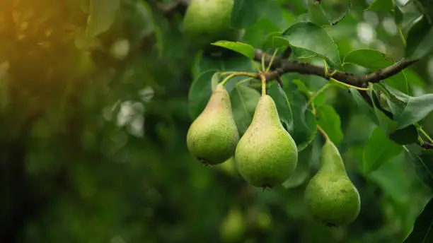 Closeup of pear tree in a farm garden. Summer fruit food background.