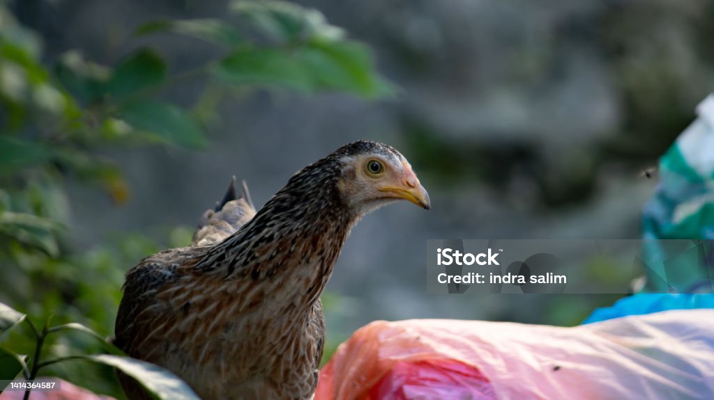 a hen who is foraging in a garbage heap Animal Stock Photo