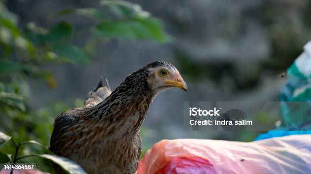 A Hen Who Is Foraging In A Garbage Heap Stock Photo - Download Image Now - Animal, Animal Body Part, Animal Egg