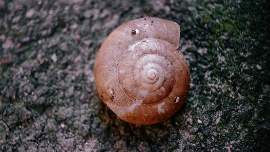 A snail crawling on a gravel sidewalk