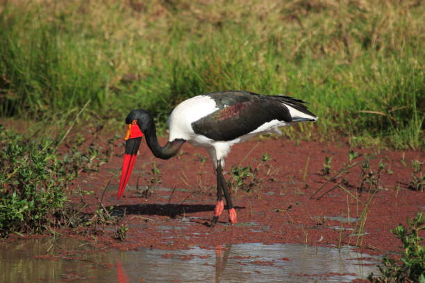 istock Africa saddle billed stork - Ephippiorhynchus 1414366191