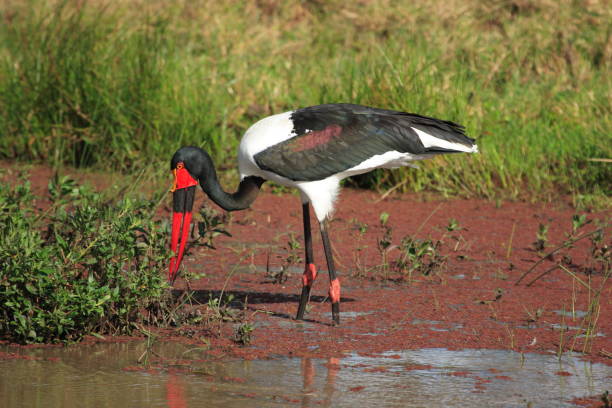 istock Africa saddle billed stork - Ephippiorhynchus 1414366194