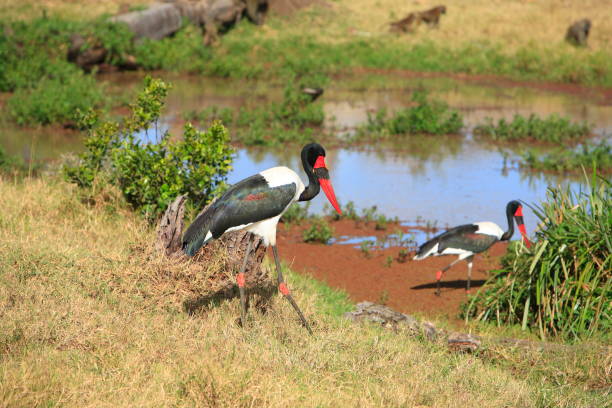 istock Africa saddle billed stork - Ephippiorhynchus 1414366766