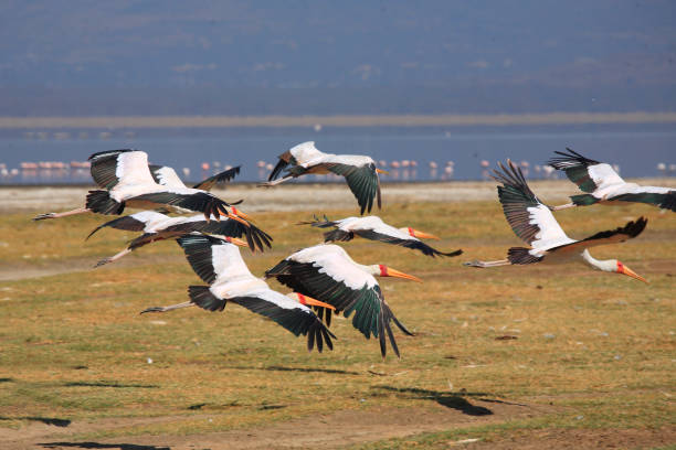 istock Yellow billed stork or Mycteria ibis 1414366971