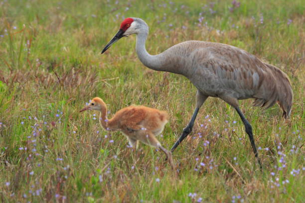 istock Sandhill crane - Grus canadensis 1414367420