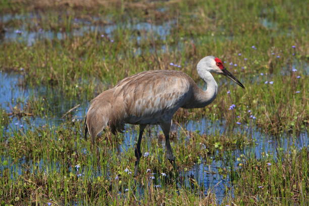 istock Sandhill crane - Grus canadensis 1414367502