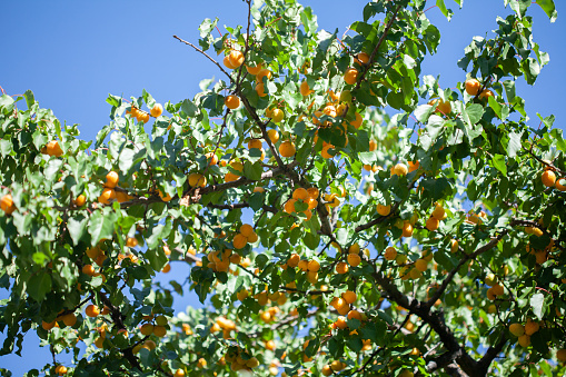 Apricots on apricot tree