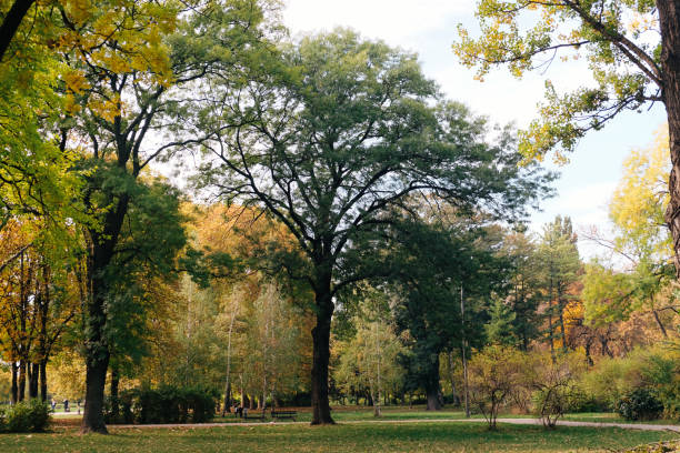 istock Park in autumn day with yellow leaves and trees 1414369130