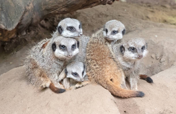 istock Suricate or meerkat family on sand 1414369194