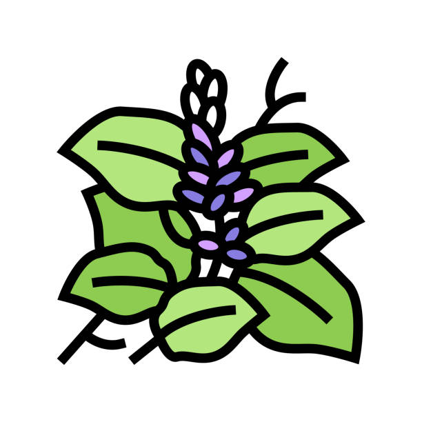ilustraciones, imágenes clip art, dibujos animados e iconos de stock de kudzu icono de color de planta ilustración vectorial - kudzu