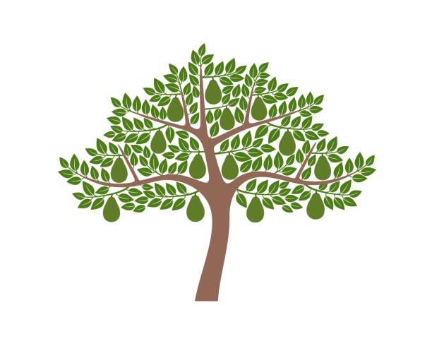 ilustraciones, imágenes clip art, dibujos animados e iconos de stock de árbol de aguacate. árbol de aguacate aislado sobre fondo blanco - aguacate arbol