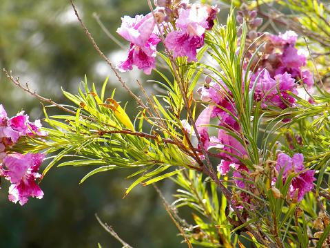 Desert Willow Bush with Bright Pink Blooms