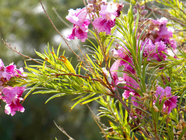 Desert Willow Desert Willow Bush with Bright Pink Blooms willow tree stock pictures, royalty-free photos & images