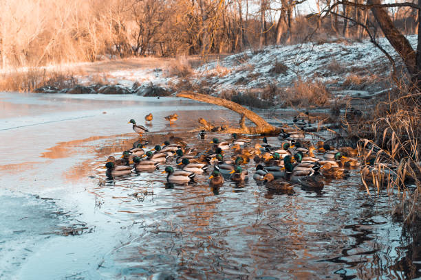 istock Wild ducks swimming in a frozen lake. 1414371423