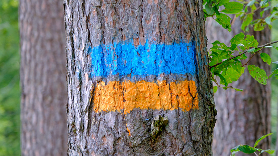The marking of the tourist trail on the tree is yellow and blue
