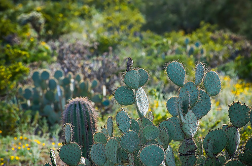 A Cactus Wren sitting on Prickly Pear Cactus enjoying the beauty of the Desert