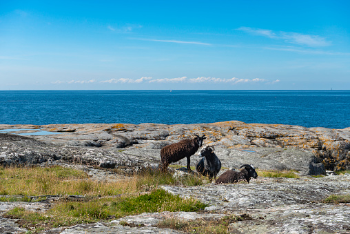 Grazing black Sheep on barren island. Bohuslan island at the Swedish west coast.