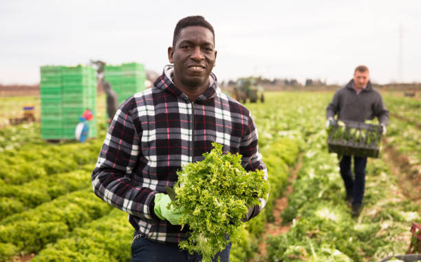istock Afro-american farmer harvesting lettuce (lactuca sativa) on plantation 1414374093