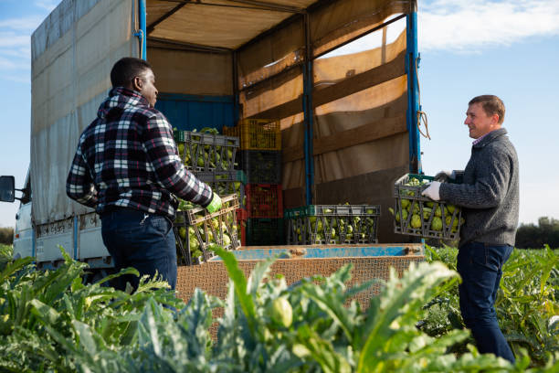 istock Farm workers loading boxes with artichokes in truck 1414374196